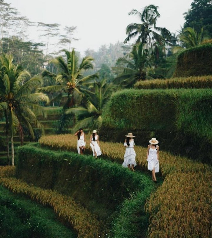 Bali Rice Padi-巴厘岛必去景点