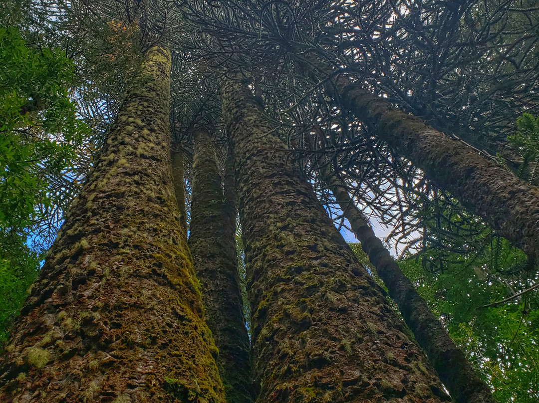 Parque Nacional Nahuelbuta-Angol必去景点