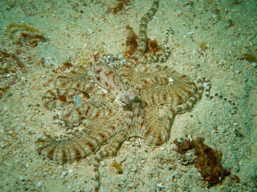 Frontier Scuba-葡多咖蕾拉必去景点