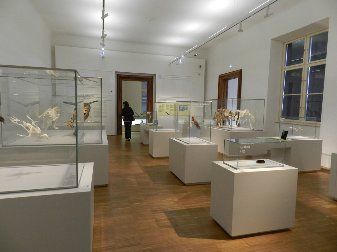 Natural History Museum-格拉茨城必去景点