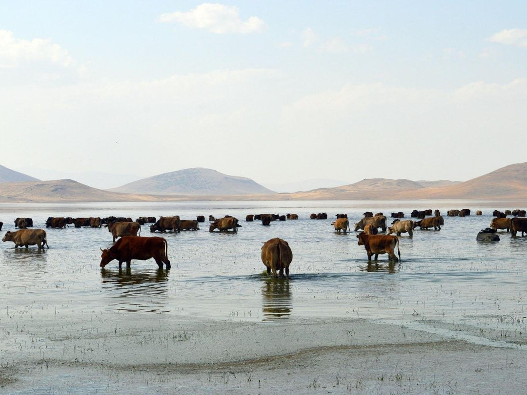 Haclı (Bulanik) Golu景点图片