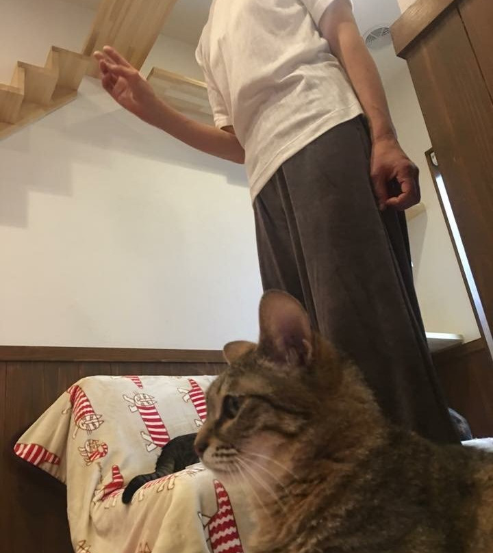 Chiyoda Nyan To Naru Cafe-千代田区必去景点