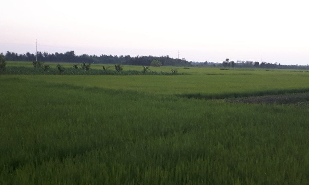 Suonsia Homestay主图