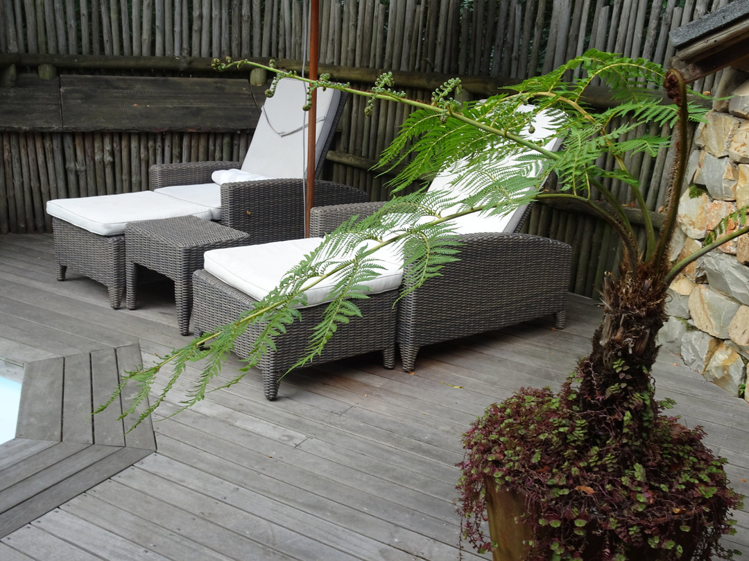 阿尔树杆洛奇主图