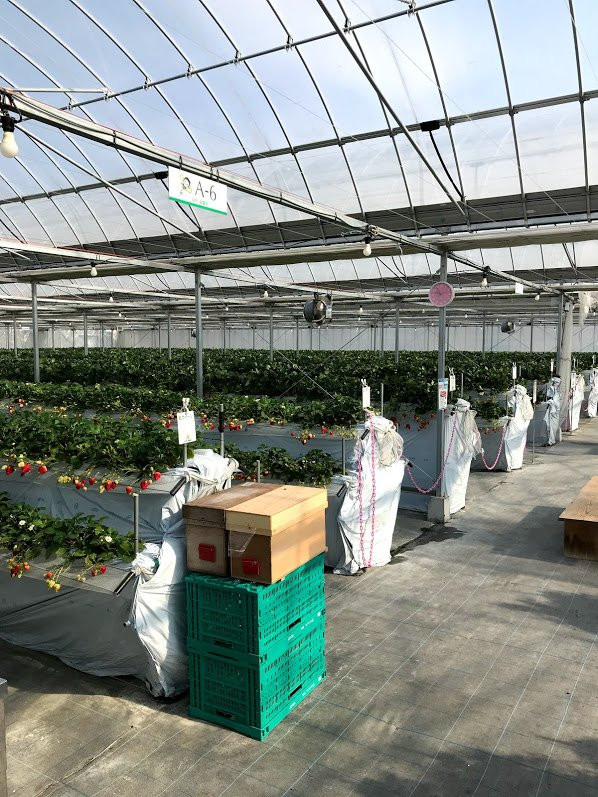 Nagashio Farm-三田市必去景点