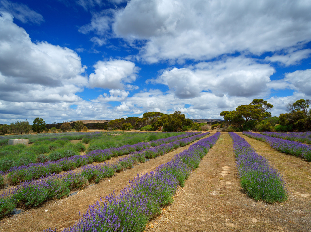 Emu Bay Lavender景点图片