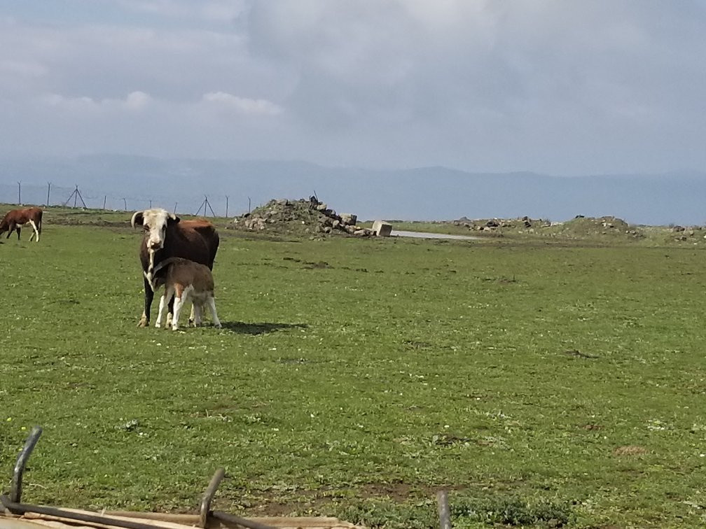 The Flying Turtle-Merom Golan必去景点