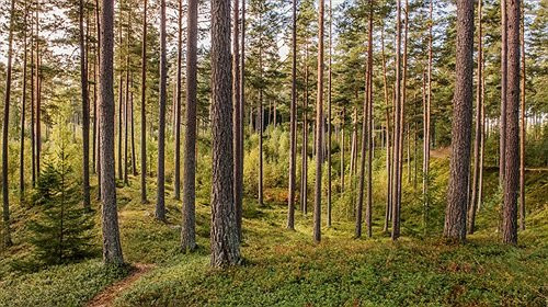 Illerns naturreservat-Tranas必去景点