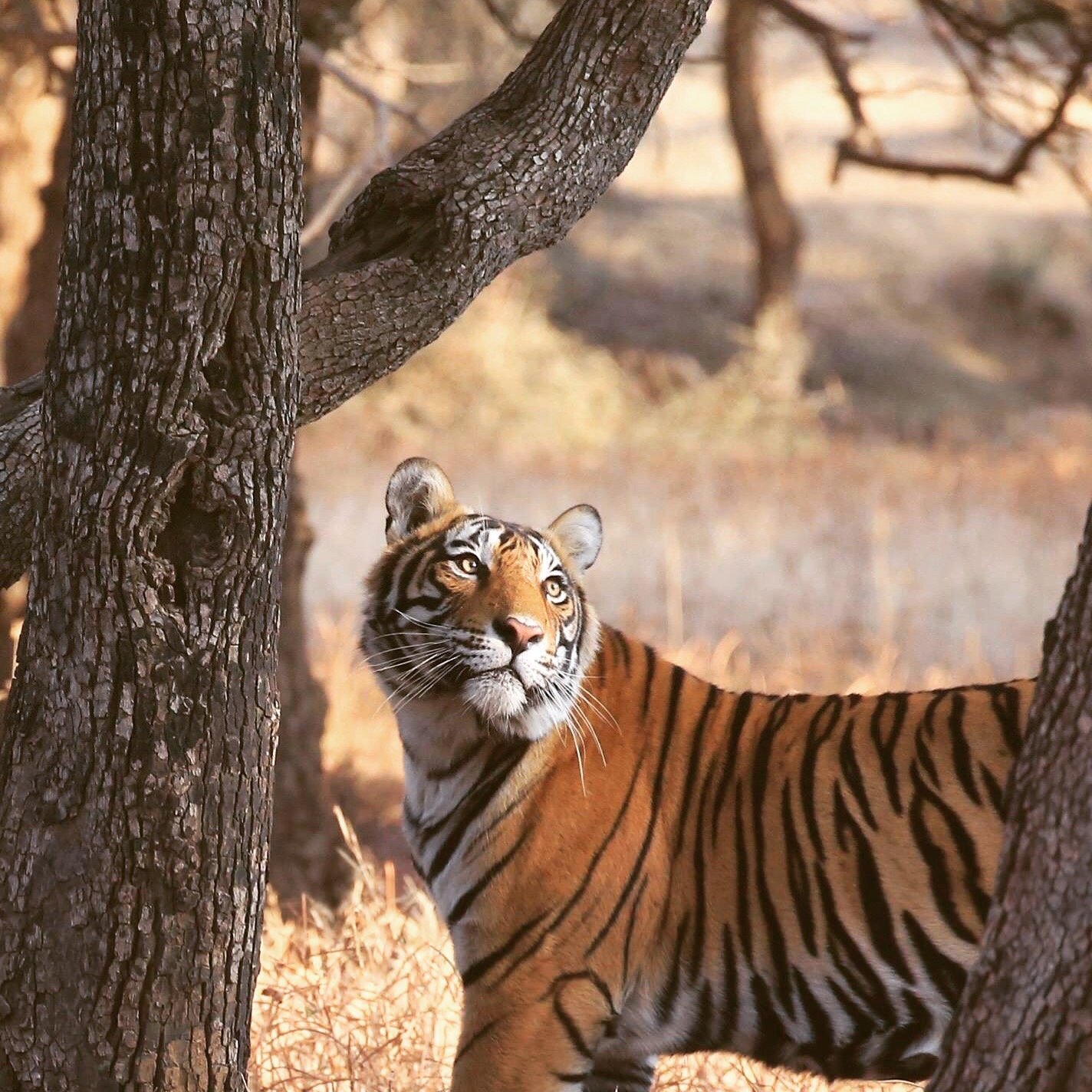 The Ranthambhore Bagh-官方