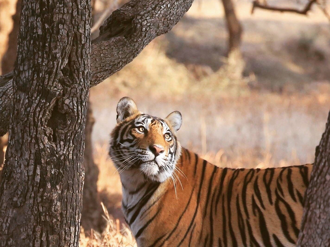 The Ranthambhore Bagh主图