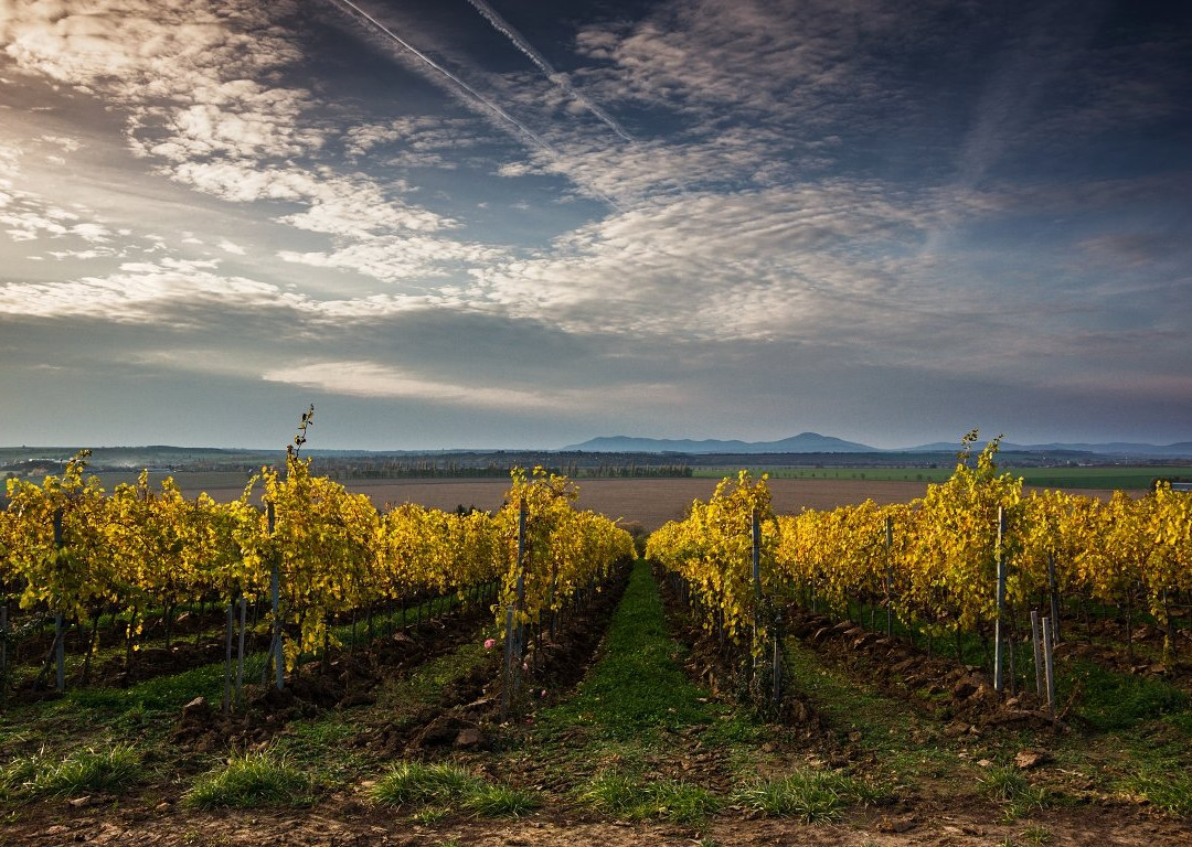 Tajna Vineyards and Winery-Tajna必去景点