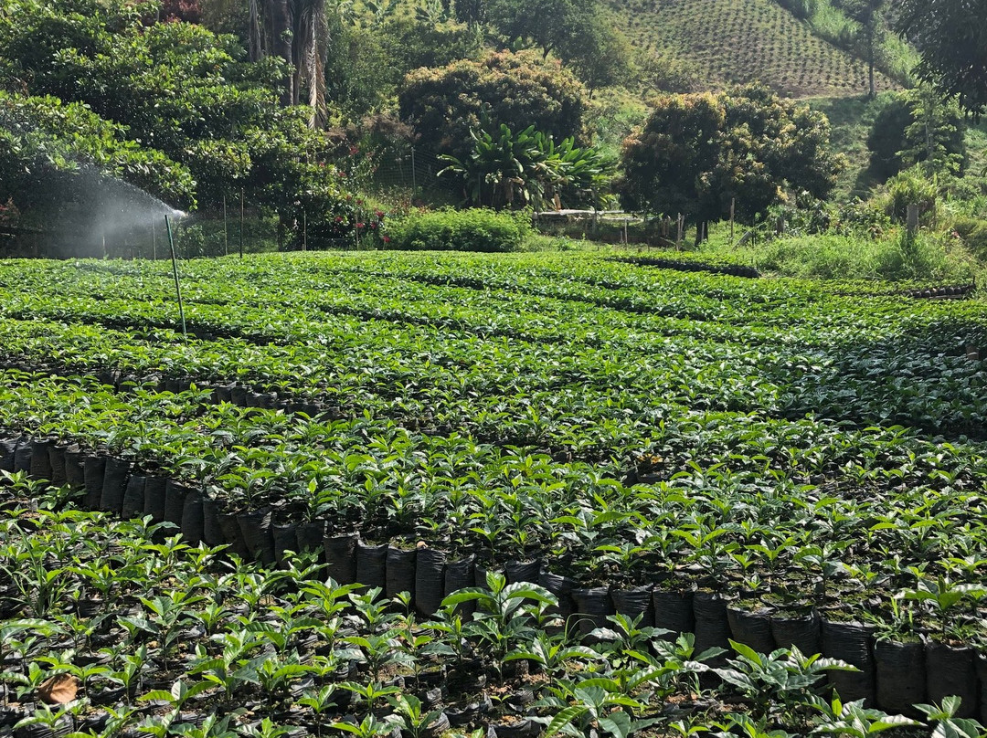 Hacienda Venecia Coffee Farm主图