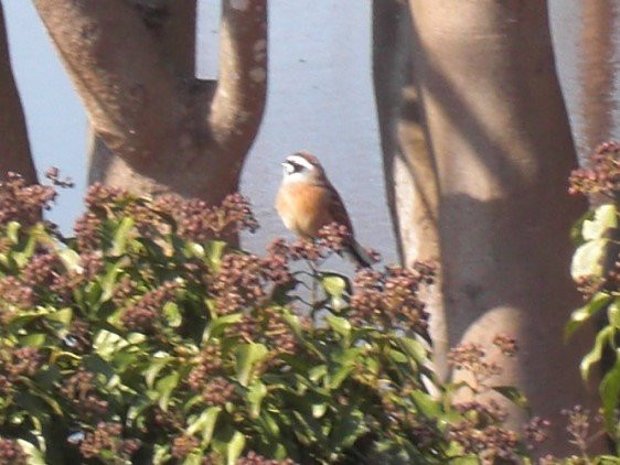 Mikiyama Forest Park-三木市必去景点