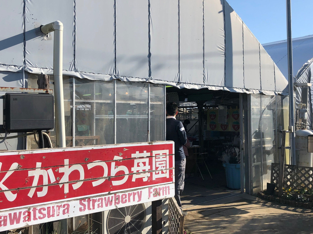 Kawatsura Strawberry Farm-山武市必去景点