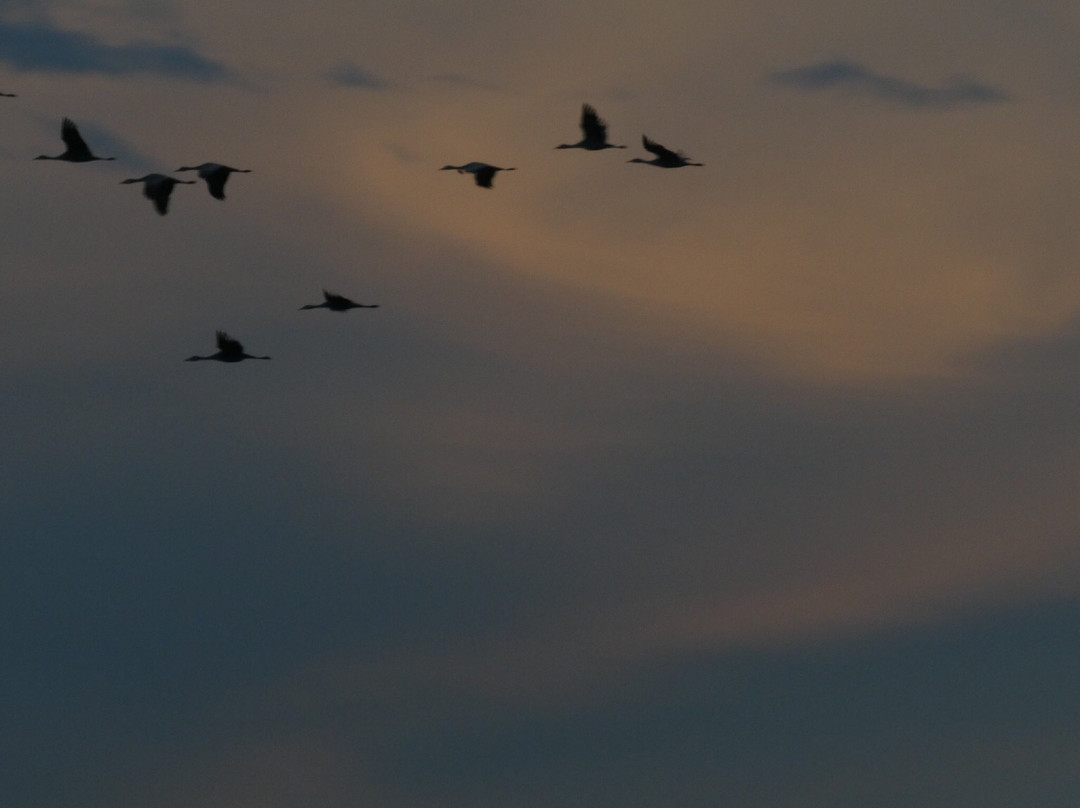 Isenberg Crane Reserve-洛迪必去景点