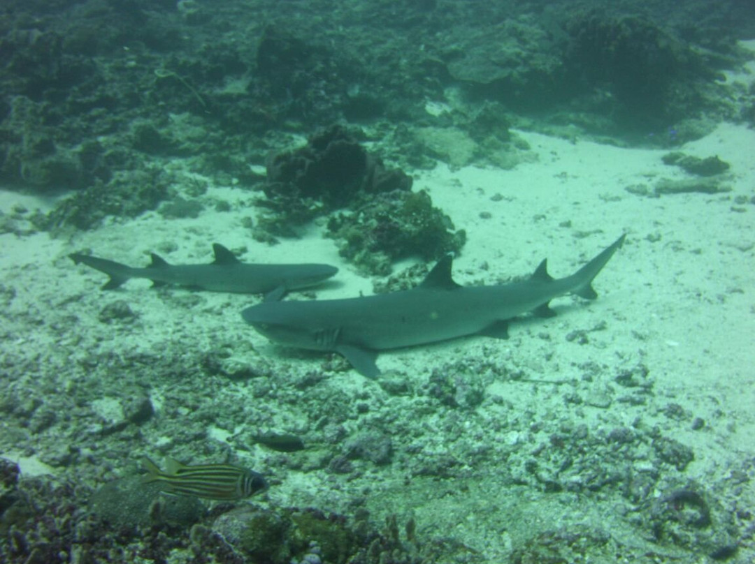 Gili Island Diving Center景点图片