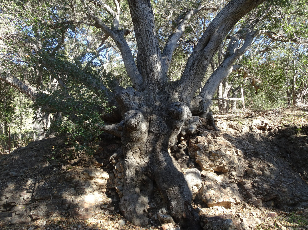 Bob Jones City to Sea Bike Trail-阿维拉海滩必去景点
