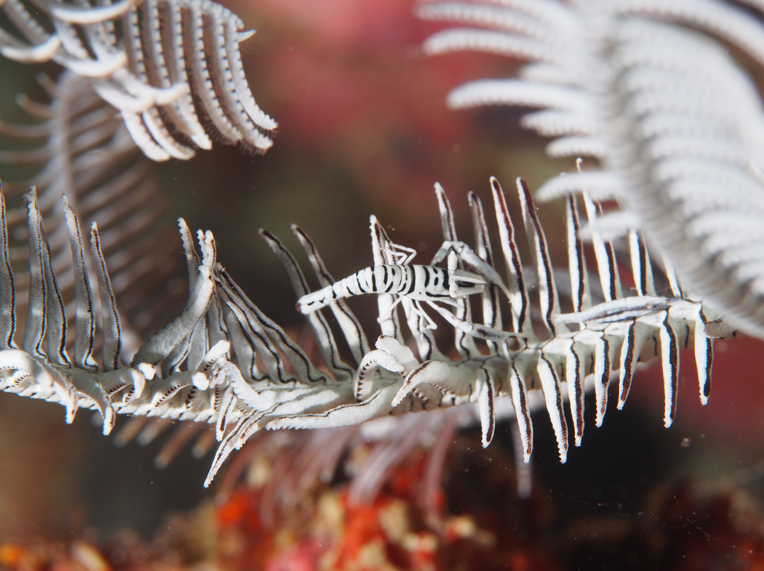 Dive Spot Asia-博尔玖恩必去景点