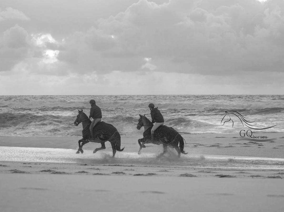 GQhorses-Gafanha da Boa-Hora必去景点