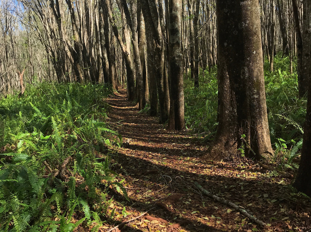 Makawao Forest Reserve-马卡瓦必去景点