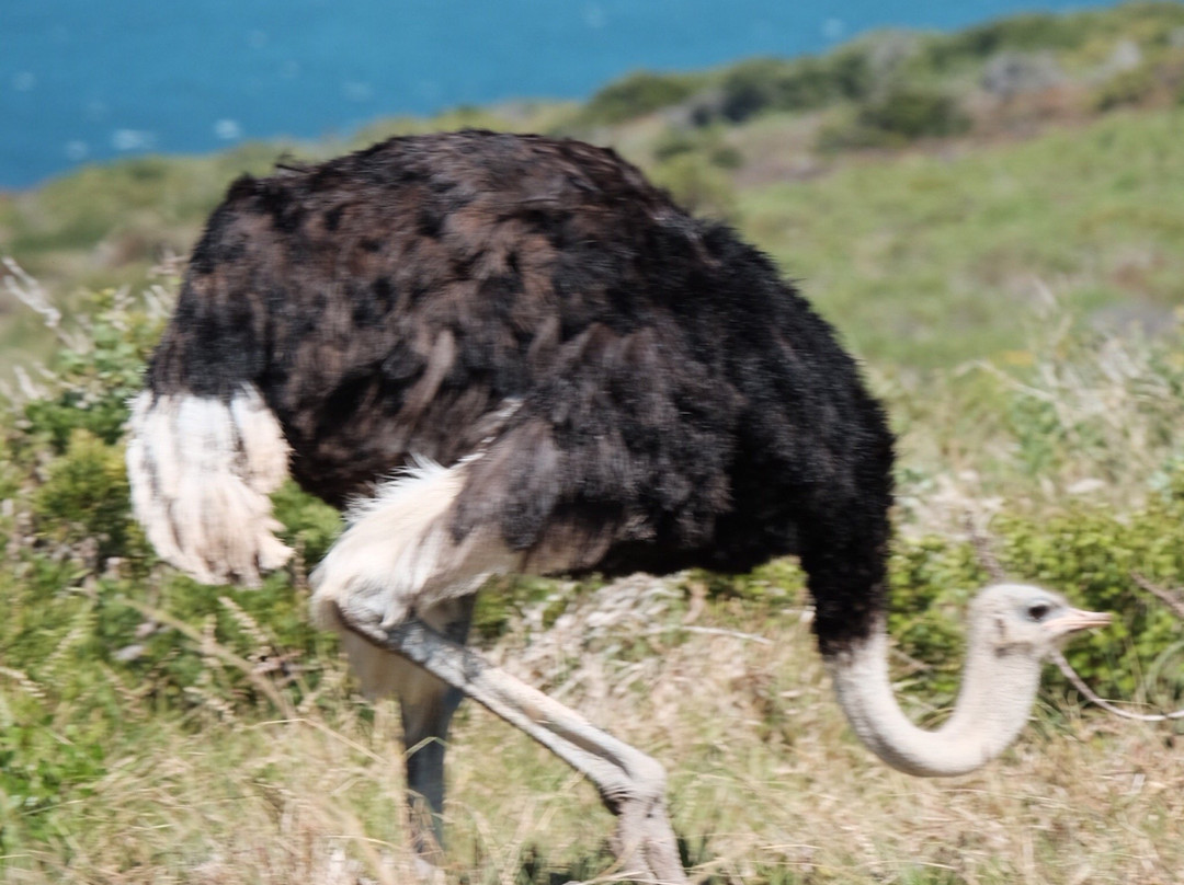 Discovery Tours - Day Tours-开普敦中心区必去景点