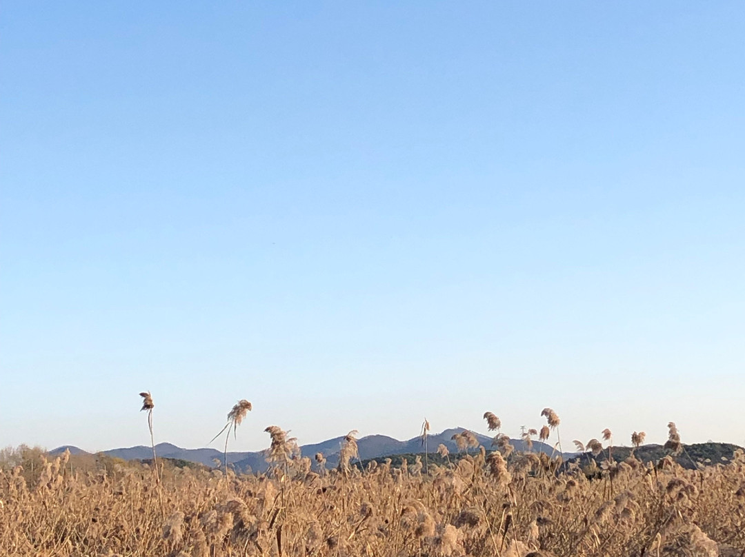 Ansan Reed Wetland景点图片