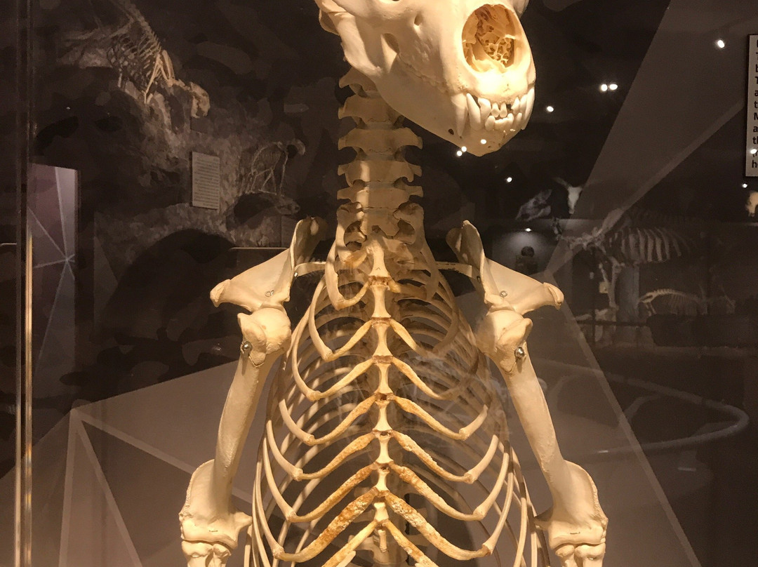 SKELETONS: Museum of Osteology景点图片