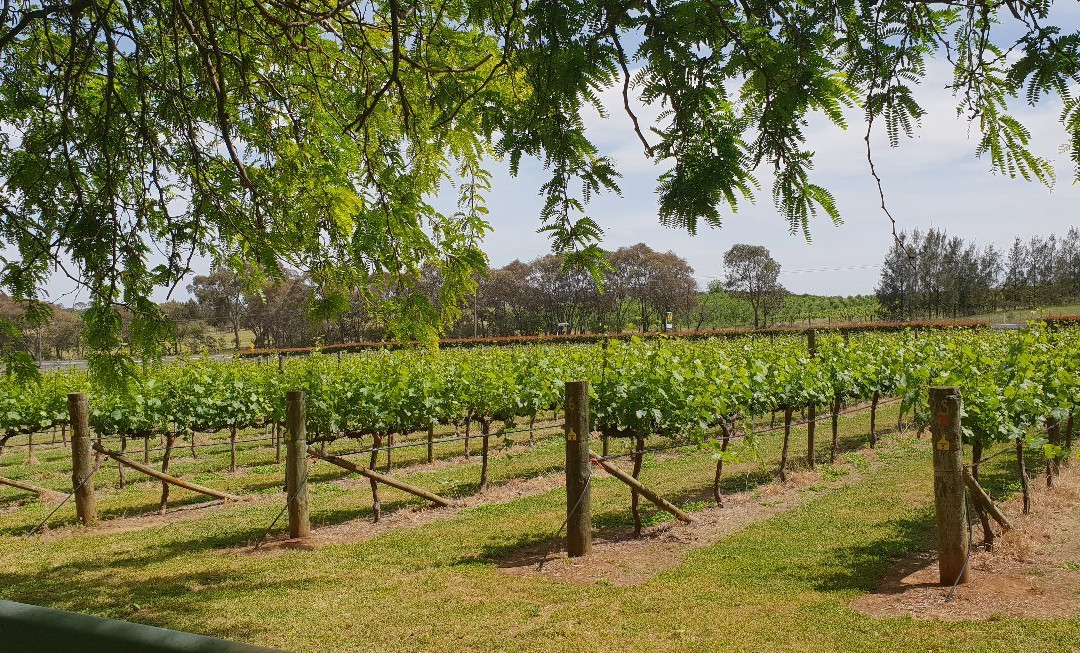 Orange Mountain Wines景点图片