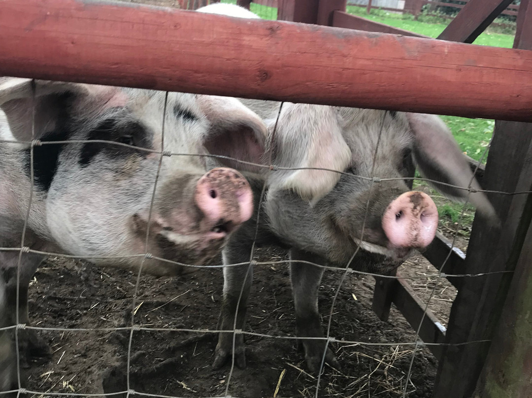 St James City Farm-格洛斯特必去景点