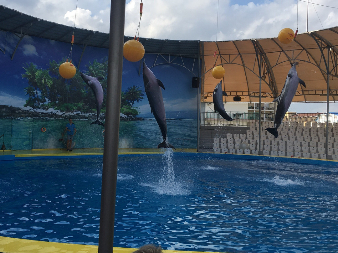 Dolphinarium景点图片