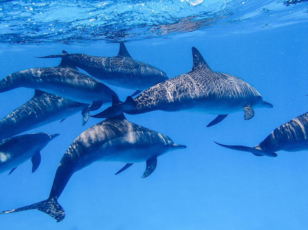 Sataya Dolphin Reef-马萨阿拉姆必去景点