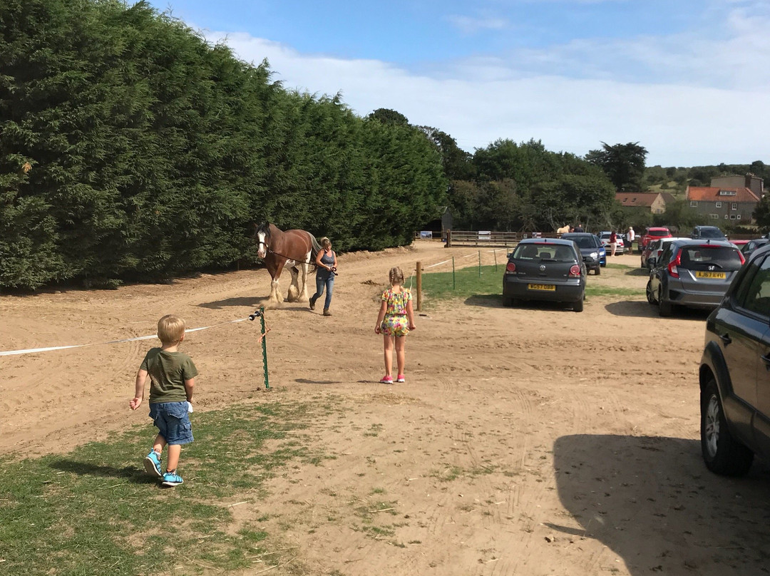 Hillside Shire Horse Sanctuary景点图片