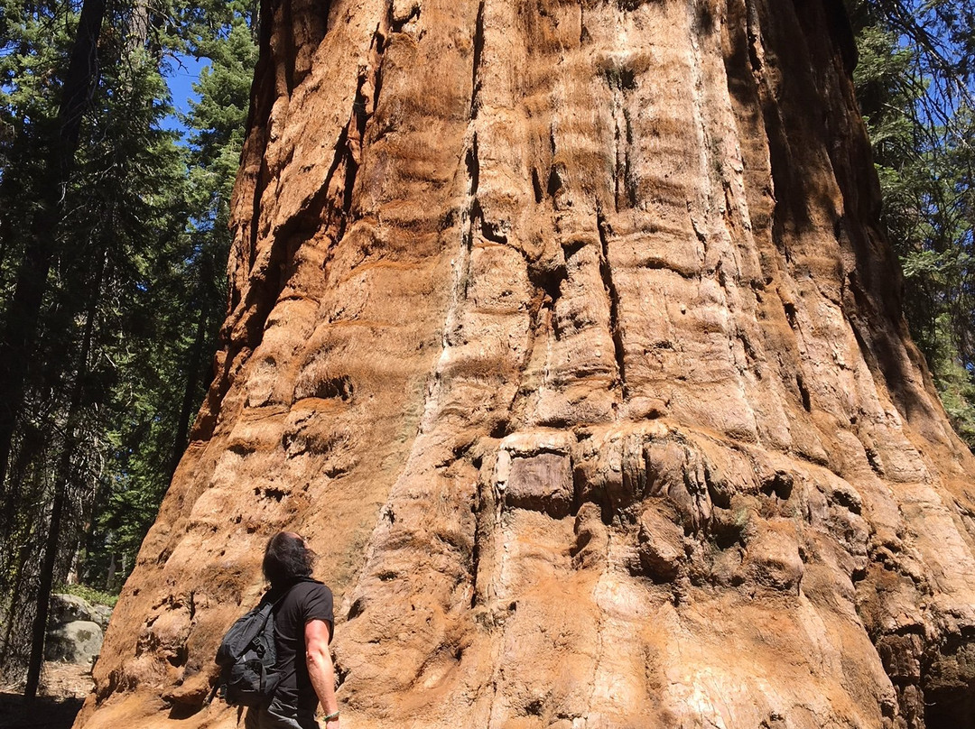 The President Tree-Three Rivers必去景点