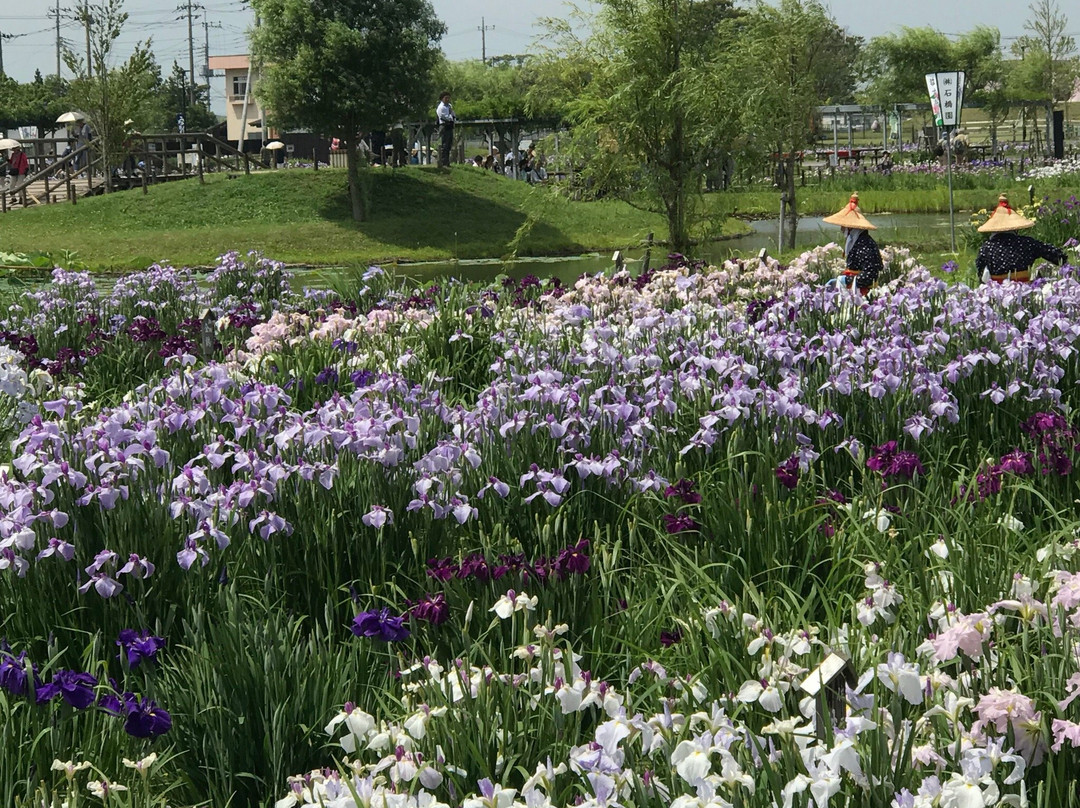 Suigo Sawara Iris Matsuri景点图片