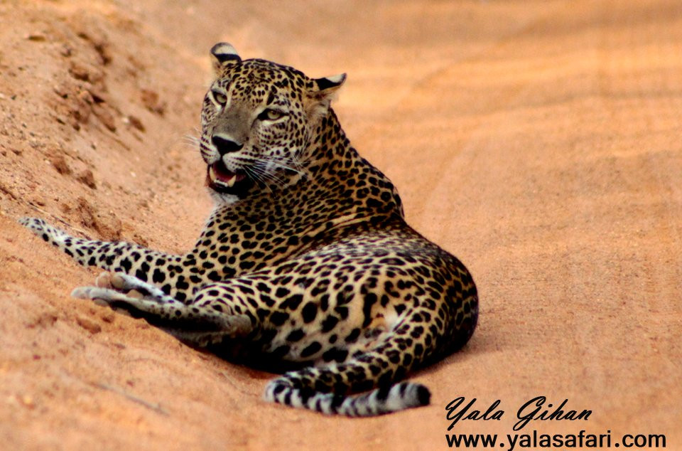 Yala Safari景点图片