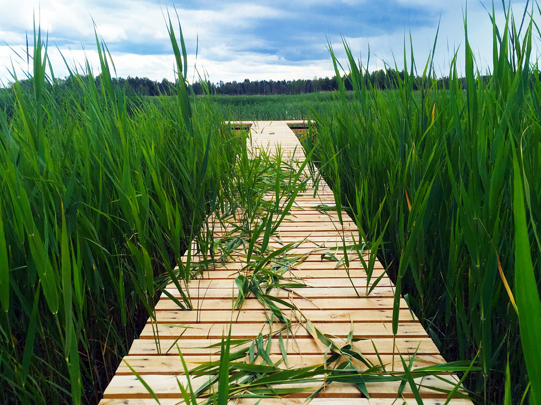 Seda Swamp