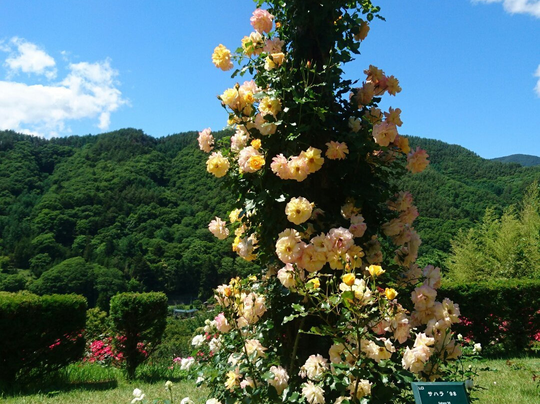 Takato Shinwa no Oka Rose Garden景点图片