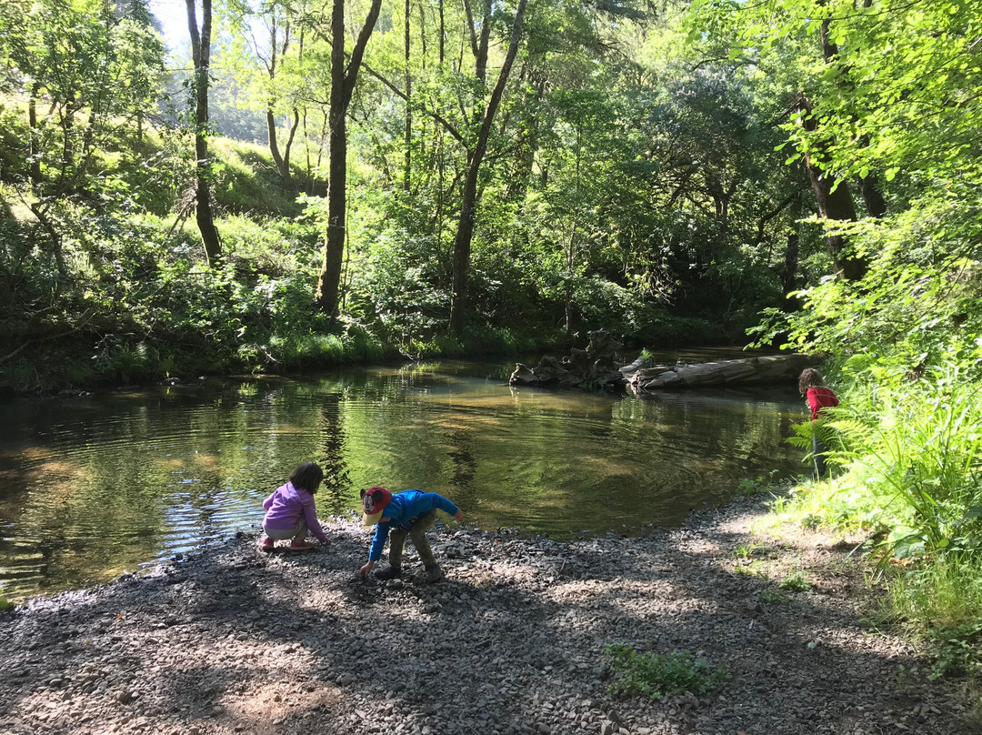 Samuel P Taylor State Park