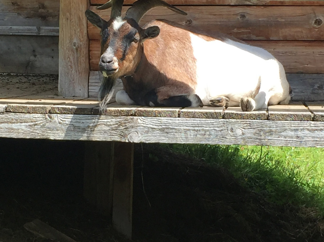 Senn's Wonder Walking Trail-圣安东阿尔山必去景点