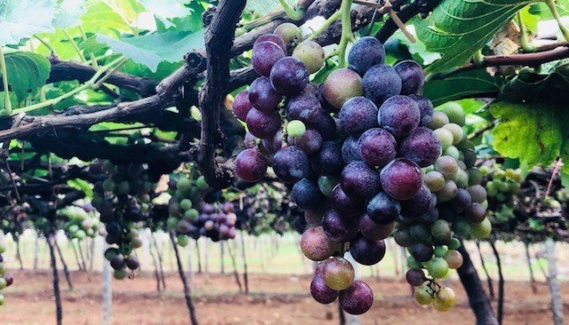 Jenis Grapes-Cumbum必去景点