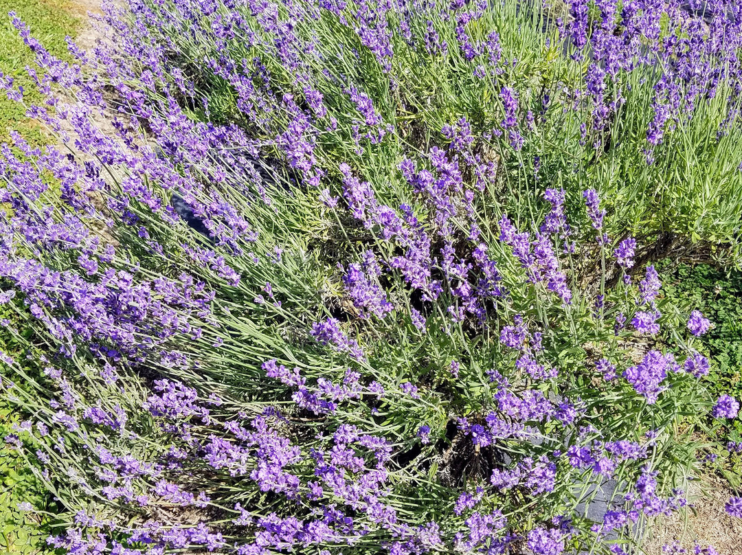 Lavender Fields Farm-Milton必去景点