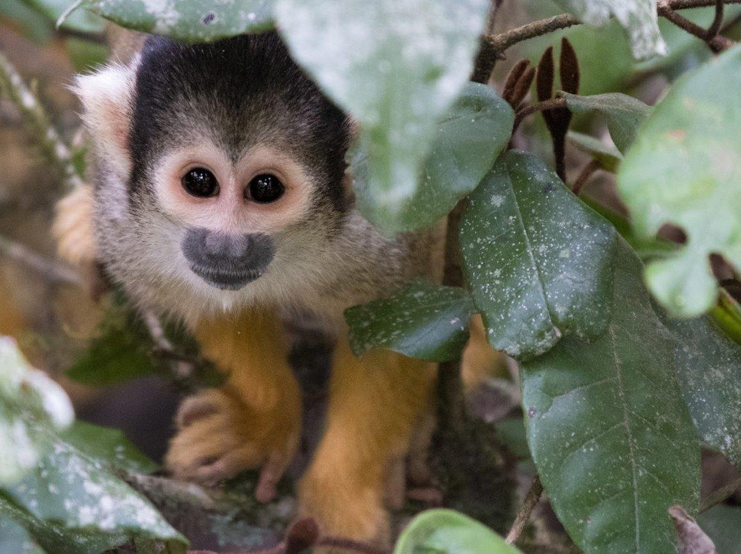 Monkeyland Primate Sanctuary景点图片