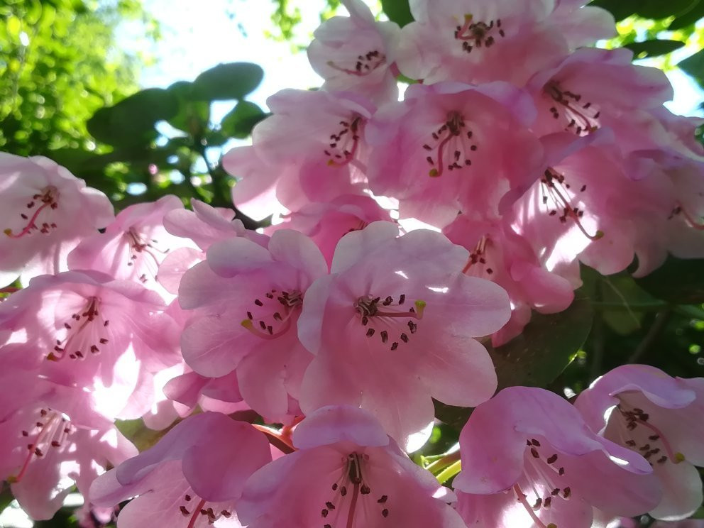 Bielefeld Botanical Garden景点图片