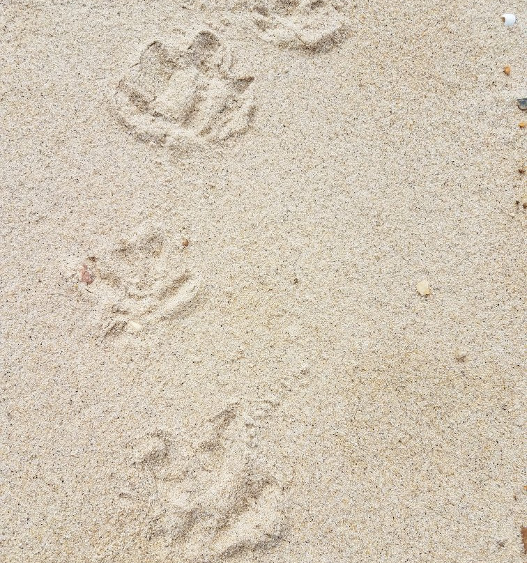 Hog Island Wildlife Management Area-Surry必去景点