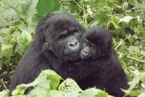 Kwanza Tours-坎帕拉必去景点