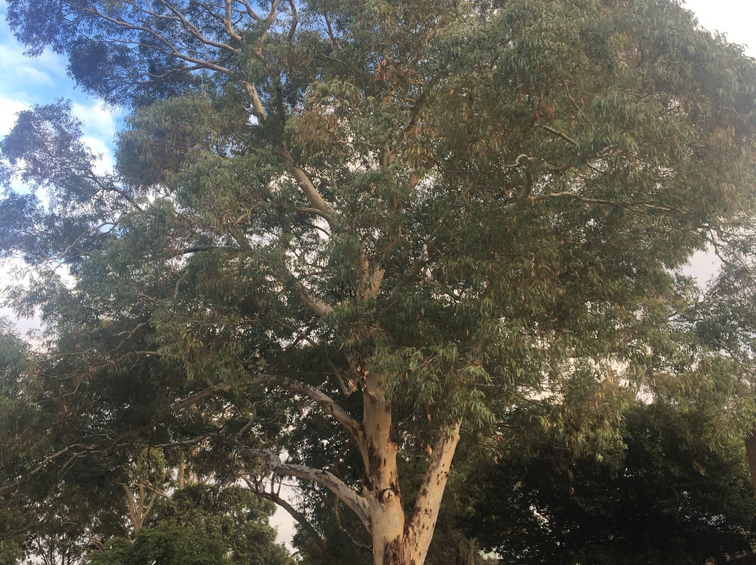 Lorna Wilson Reserve-Narre Warren必去景点