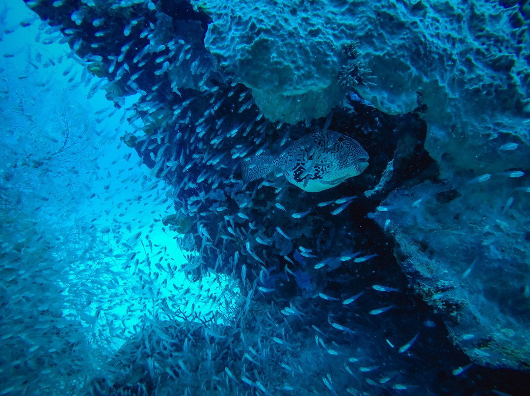 Aqura Dive Seraya景点图片