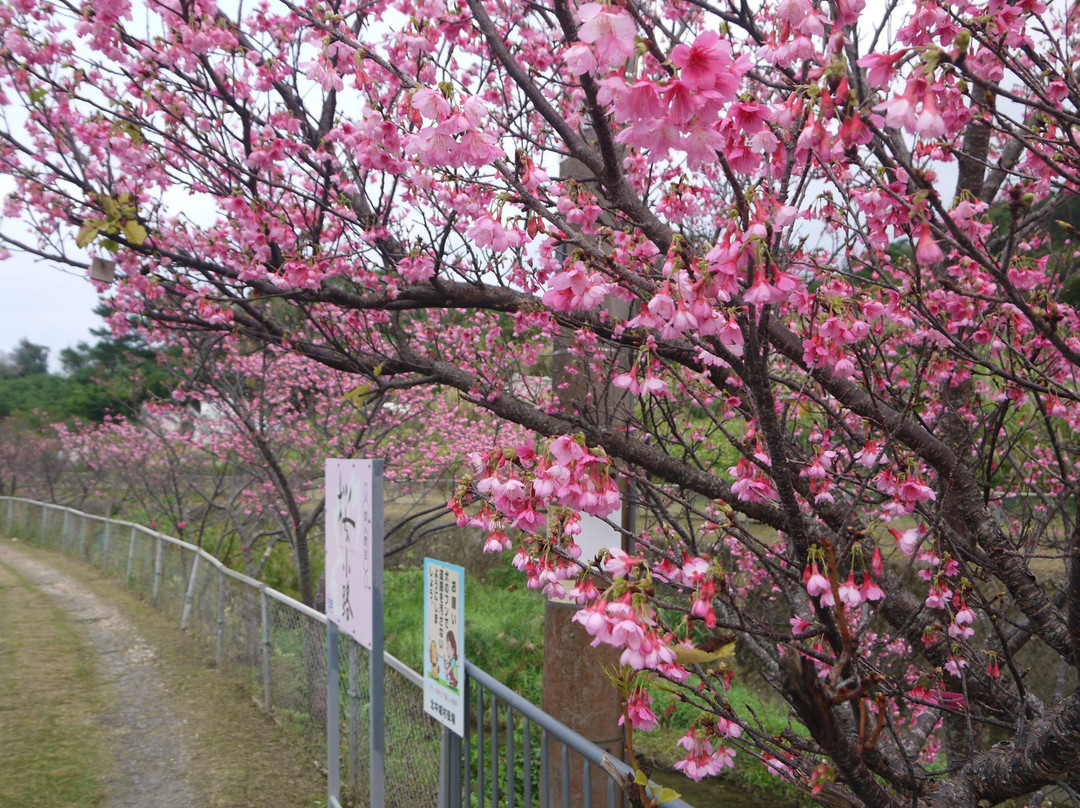 Sakura Komichi景点图片