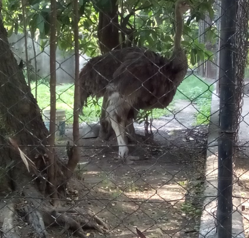 Tata Steel Zoological Park景点图片
