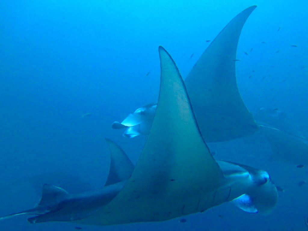 Miyaru Folhudhoo Divers-Bodufolhudhoo必去景点